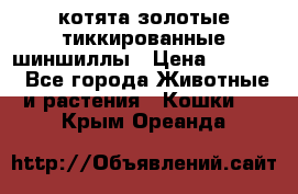 котята золотые тиккированные шиншиллы › Цена ­ 8 000 - Все города Животные и растения » Кошки   . Крым,Ореанда